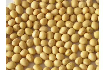 Kuru Soya Fasulyesi Tarifi ve Malzemeleri